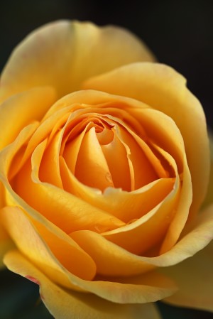 Orange Rose Delight